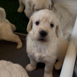 Girl 3 - Light golden female Golden Retriever puppy in Lehigh Acres, Florida from Puppy Love