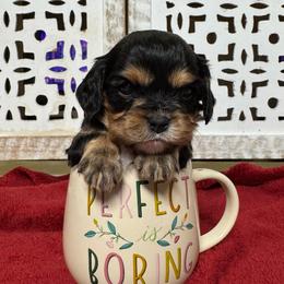 Tink - Black and tan female Cavalier King Charles Spaniel puppy in Choctaw, Oklahoma from Dandelions and Kings