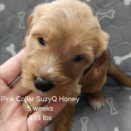 SuzyQ pink collar - Apricot female Goldendoodle puppy in Fairmount, Indiana from Capens' Doodles,Poodles and Poo's