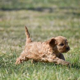 Rose - Red female Cavapoo puppy in Narvon, Pennsylvania from Stoltzfus Family Puppies (license number 18844)