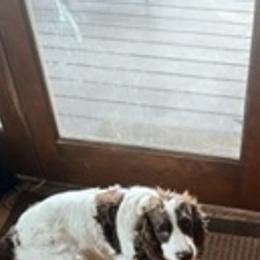 Louie - English Springer Spaniel