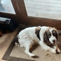 Louie - English Springer Spaniel