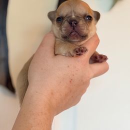 Puppy 1 - Fawn male French Bulldog puppy in Washington, Pennsylvania from Crooked Pine French Bulldogs