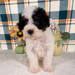Mustang - Black and white male Bernedoodle puppy in Luana, Iowa from Country View Bernedoodles and Goldendoodles