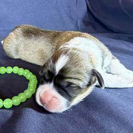 Jade - Green Collar Female - Red female Pembroke Welsh Corgi puppy in Victoria, Texas from Clear Creek Corgis
