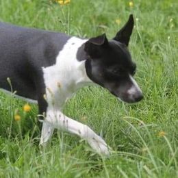 Little Girl - Rat Terrier