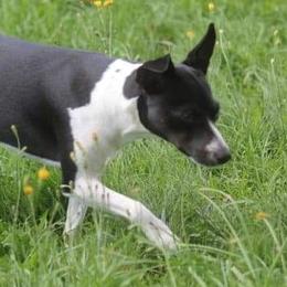 Little Girl - Rat Terrier