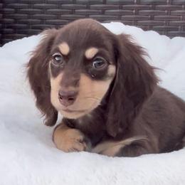 Chocolate and Cream -- Female - Chocolate and cream female Dachshund puppy in Kalama, Washington from Dazzling Doxies