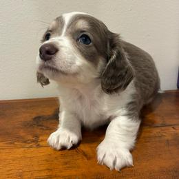 Clover - Piebald male Dachshund puppy in Dobson, North Carolina from Oakleys Dachshund Haven