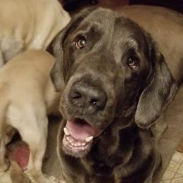 Jethro - Dilute Retriever