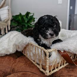 Romeo - Black and white male Cockapoo puppy in Morehead, Kentucky from Critter Springs Farm