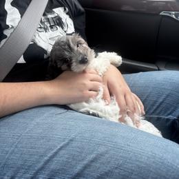 Cavapoo Puppies from Panda Puppies