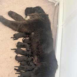 Newfoundland Puppies from Knallhart Kennels