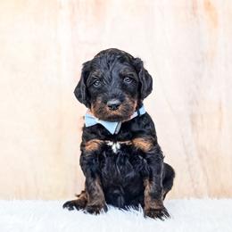 Atticus - Phantom male Bernedoodle puppy in Gaylord, Michigan from Dog Mom Co. Doodles
