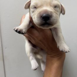 Male Pick Number 5 - Yellow male Labrador Retriever puppy in Husser, Louisiana from Kristen
