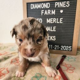 Maroon - Red merle female Australian Shepherd puppy in Camp Verde, Arizona from Diamond Pines Farm