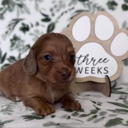 Stitch - Red male Dachshund puppy in Dothan, Alabama from Little House Pups