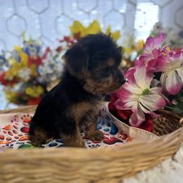 AKC Layla - Black and tan female Yorkshire Terrier puppy in Elgin, South Carolina from Silver Bells Paw Prints