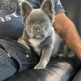 Miss Flurry - Blue female French Bulldog puppy in Las Vegas, Nevada from Let it Ride Bulldogs