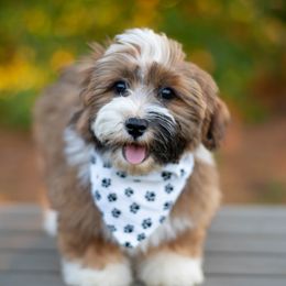 Havanese from Tiffany's Havanese