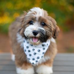 Havanese from Tiffany's Havanese