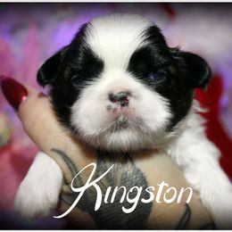 Kingston - Brindle and white male Shih Tzu puppy in Warren, Michigan from Danielle's Yorkie & Shih Tzu Babies