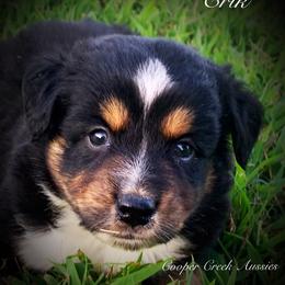 Erik - Miniature Australian Shepherd puppy from Cooper Creek Aussies