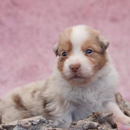 Australian Shepherds from Malpaso Australian Shepherds