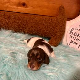 Snickers - Chocolate and tan male Dachshund puppy in Louisa, Kentucky from Mini Doxies of Eastern KY