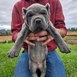 Lime green collar - Chestnut brindle male Cane Corso puppy in Springfield, Oregon from PNW Cane Corsos