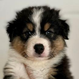 Boy 5 - Australian Shepherd puppy from Saltair Australian Shepherds