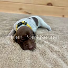 Girl 2 - German Shorthaired Pointer puppy in Payneville, Kentucky from Roan Point Kennel