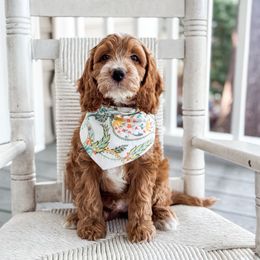 Truffle - Parti male Goldendoodle puppy in Columbia, South Carolina from Glittering Grace Goldendoodles