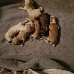 Havanese puppies from RiverLynn