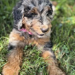 Roxanne DNA results attached - Phantom female Bernedoodle puppy in Wilkesboro, North Carolina from Bernedoodle Love Puppies
