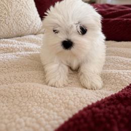 Tomasso - White male Maltese puppy in Bryn Mawr, Pennsylvania from Main line furry friends
