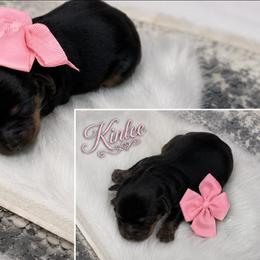 Kinlee - Black and tan female Yorkshire Terrier puppy in North Chesterfield, Virginia from YorkieLover