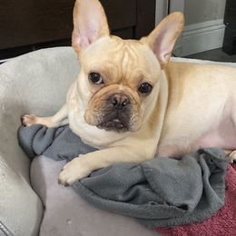 French Bulldogs from Carolina Velez's French Bulldogs