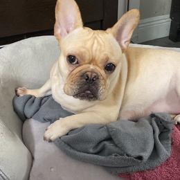 French Bulldogs from Carolina Velez's French Bulldogs