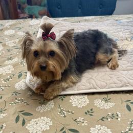 Sasha - Yorkshire Terrier