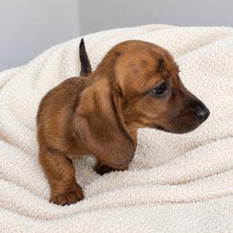 Fred - Brindle male Dachshund puppy in Jarrell, Texas from Blackfoot Dachshunds