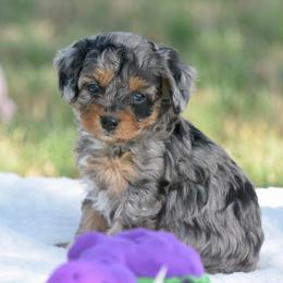 Jessie - Merle female Cavapoo puppy in Checotah, Oklahoma from Blue Hue Aussies