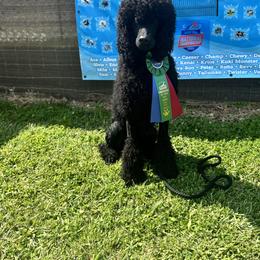 Poodles from Black Magic Standard Poodles