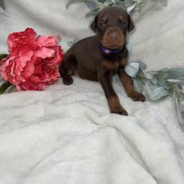 Selah - Red and rust female Doberman Pinscher puppy in Boyd, Texas from Team Feem Breeders