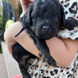Luke (Black collar boy) - Phantom male Poodle puppy in Eagle Mountain, Utah from Liberty Farms Puppies