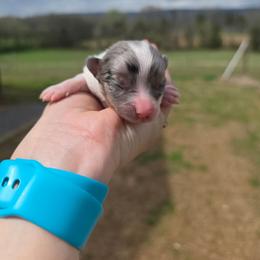 Patch - Blue merle male Pomeranian puppy in Chattanooga, Tennessee from Valley Poms