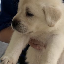 Labrador Retriever Puppies from Nosterfields Labradors