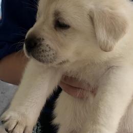 Labrador Retriever Puppies from Nosterfields Labradors