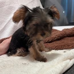 Lil Boy - Black and gold male Yorkshire Terrier puppy in San Marcos, Texas from Casa de Yorkies