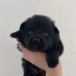 German Shepherd Puppies from S&S German Shepherds